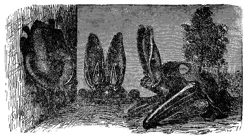 棕色长耳蝙蝠(Plecotus Auritus) - 19世纪